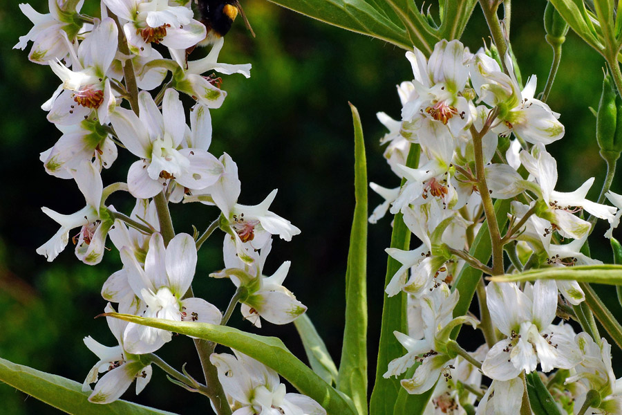 Staphisagria requienii (=Delphinium pictum) / Speronella di Requien
